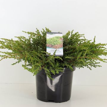 Juniperus communis 'Repanda'