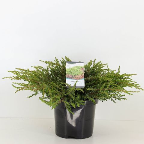 Juniperus communis 'Repanda'