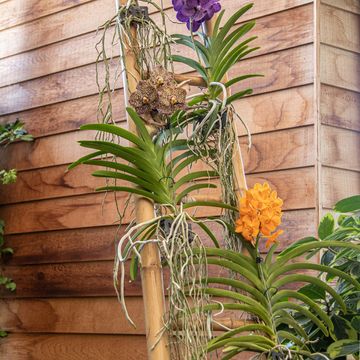 Vanda MIX