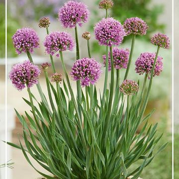 Allium MIX