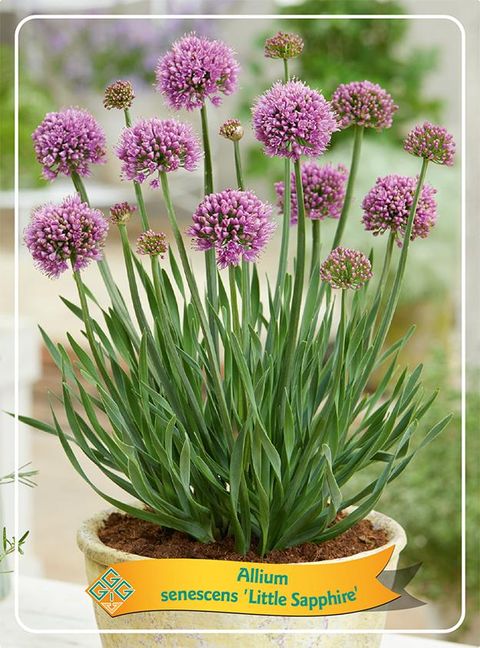 Allium senescens LITTLE SAPPHIRE
