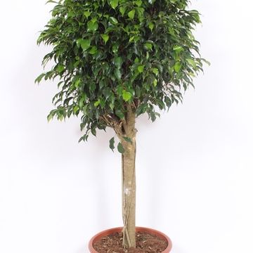 Ficus benjamina 'Danielle'