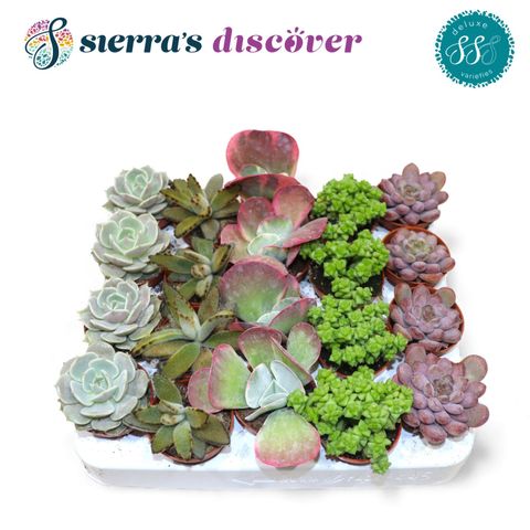 Succulente MIX