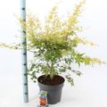 Acer palmatum 'Katsura'