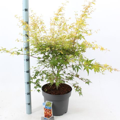 Acer palmatum 'Катсура'