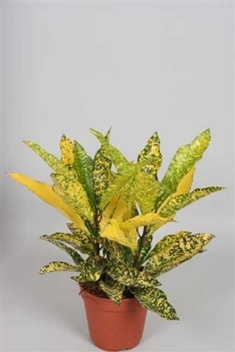 Codiaeum variegatum 'Gold Sun'