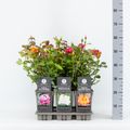 Rosa HYBRID TEA MIX