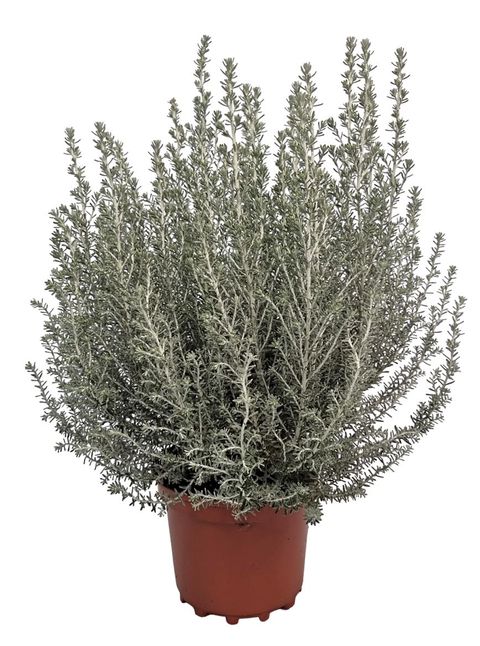 Ozothamnus rosmarinifolius 'Silver Jubilee'