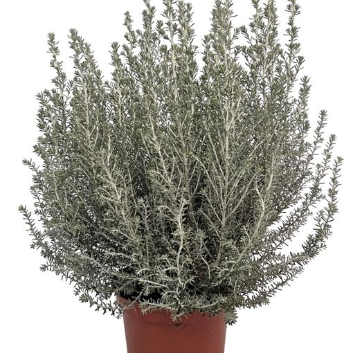 Ozothamnus rosmarinifolius 'Silver Jubilee'