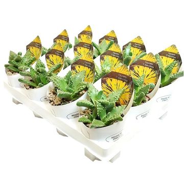 Faucaria tuberculosa