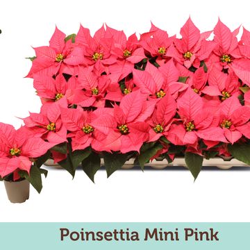 Euphorbia pulcherrima CHRISTMAS FEELINGS PINK