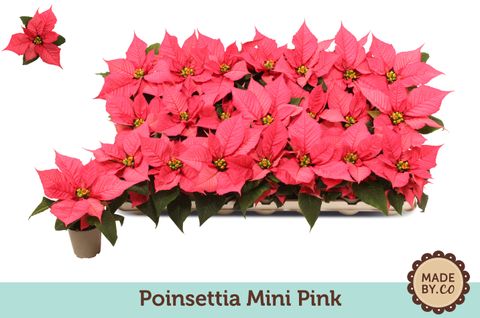 Euphorbia pulcherrima CHRISTMAS FEELINGS PINK