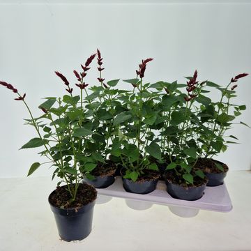 Salvia splendens 'Roman Red'