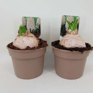 Hyacinthus orientalis 'White Pearl'