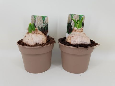 Hyacinthus Giacinto comune 'White Pearl'