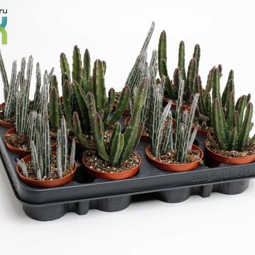Stapelia MIX
