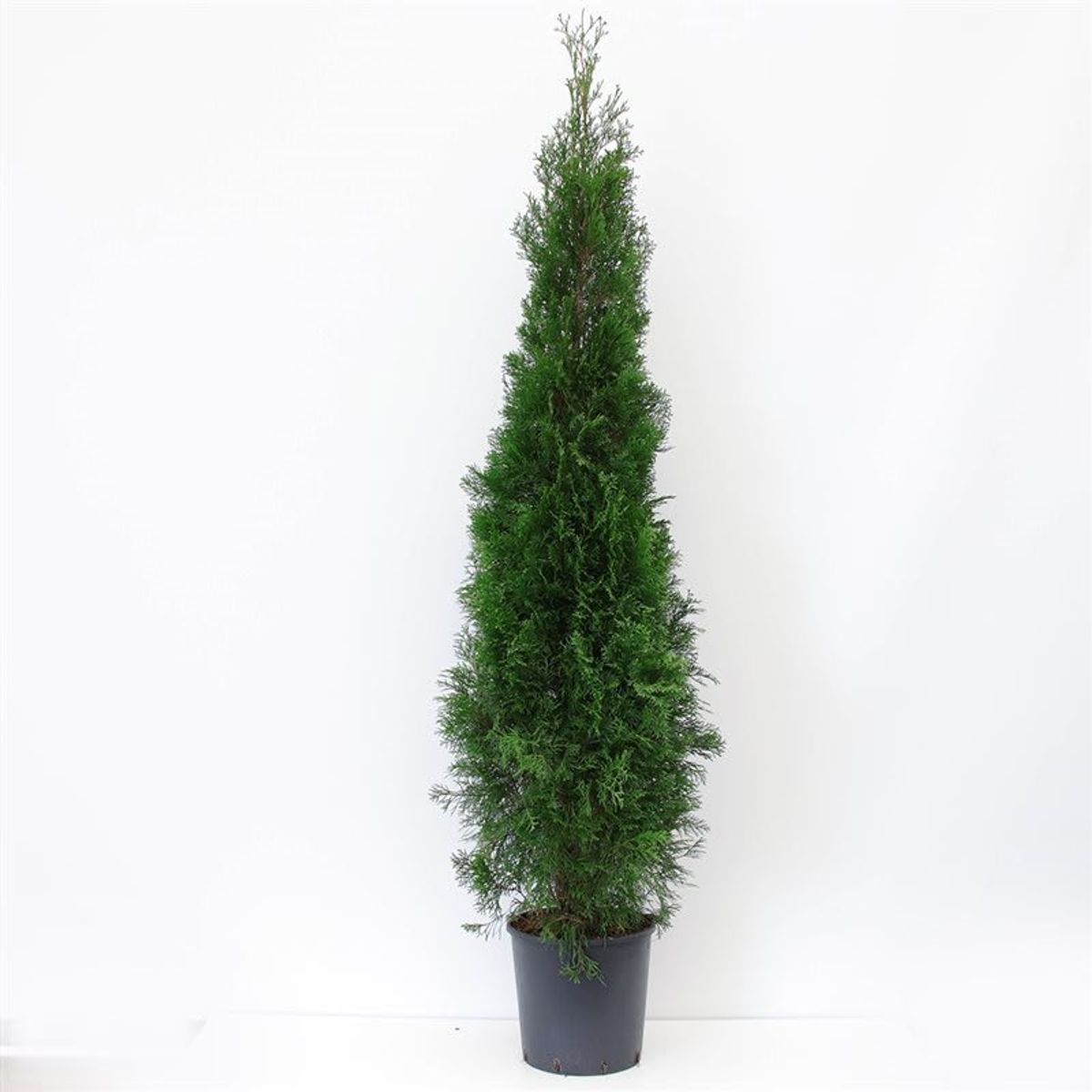 thuja 250 cm Thuja Brabant 220/250 cm 35 Litre Pot — Grasslands Nursery main image 1