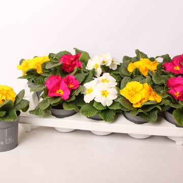 Primula ACAULIS MIX