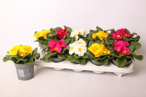 Primula ACAULIS MIX