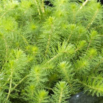 Myriophyllum crispatum