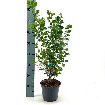 Azara serrata
