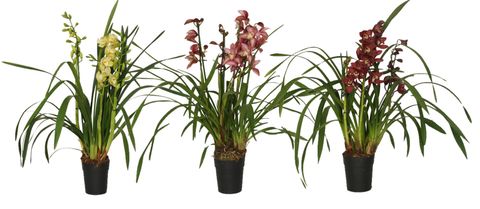 Cymbidium MIX