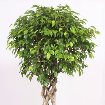 Ficus benjamina 'Exotica'