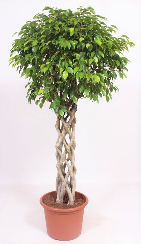 Ficus benjamina 'Exotica'
