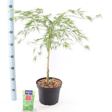 Acer palmatum 'Dissectum'