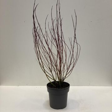 Cornus alba 'Elegantissima'
