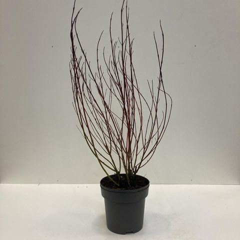 Cornus alba 'Elegantissima'