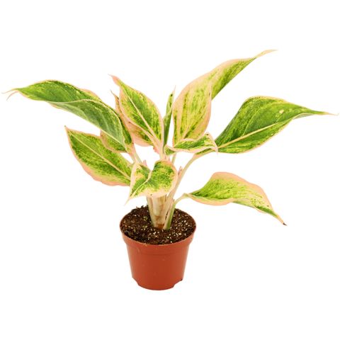 Aglaonema 'Lipstick'