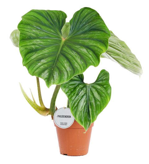 Philodendron plowmanii