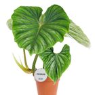 Philodendron plowmanii