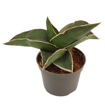 Sansevieria ehrenbergii 'Samurai'