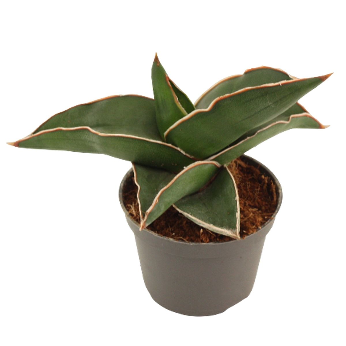Sansevieria ehrenbergii 'Samurai'