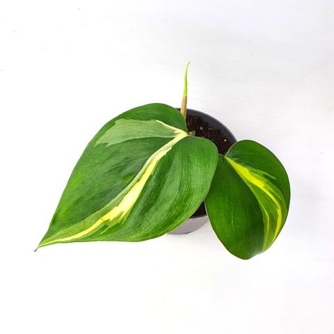 Philodendron 'Cream Splash'