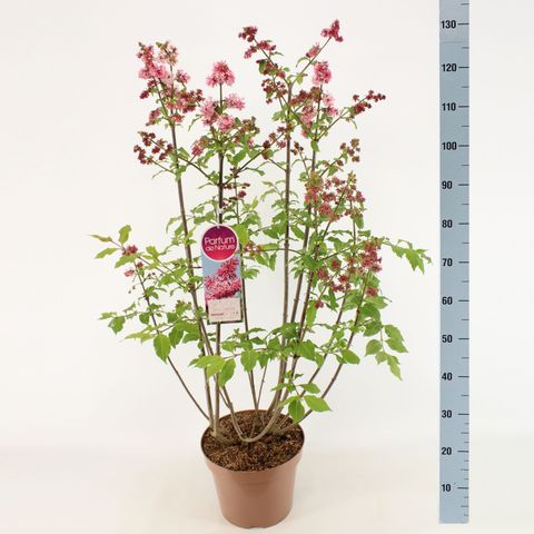 Syringa 'Miss Canada'