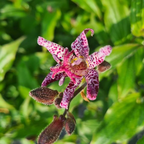 Tricyrtis 'Sinonome'