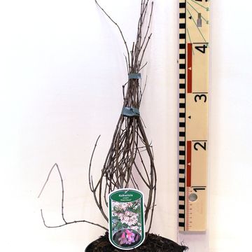 Kolkwitzia amabilis 'Pink Cloud'