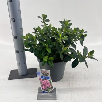 Escallonia laevis PINK ELLE
