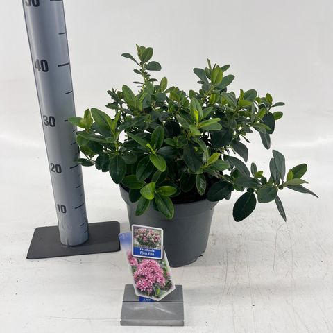 Escallonia laevis PINK ELLE