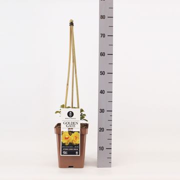 Роза ГОЛДЕН ГЕЙТ