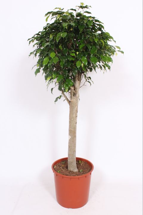 Ficus benjamina 'Danielle'