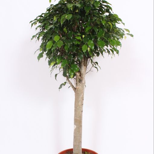 Ficus benjamina 'Danielle'