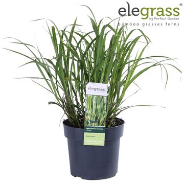Miscanthus sinensis 'Zebrinus'