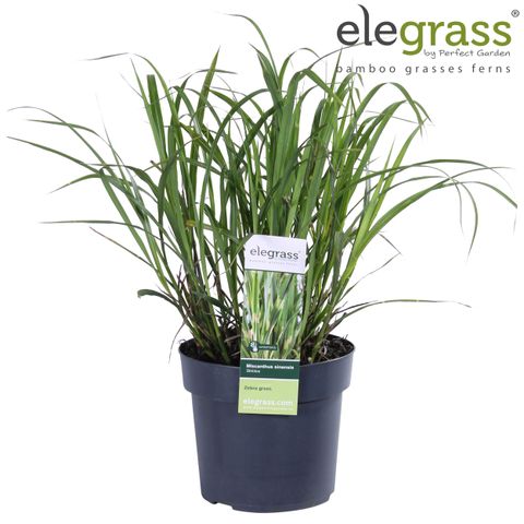 Miscanthus Sinensis 'zebrinus' — Plant Wholesale Floraccess