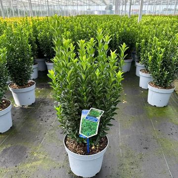 Euonymus japonicus 'Микрофиллус'