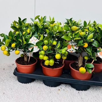 x Citrofortunella microcarpa