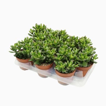 Crassula ovata 'Gandalf'